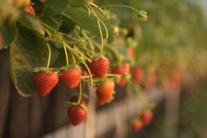 【隠れたIT大国、ウクライナ！】ミニ温室、UA Berryで一年中イチゴを栽培